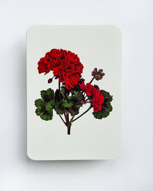 Geranium Greeting Card: Individual